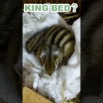 しまりす「ポン吉」広いベッド。【ペット】【シマリス】【Chipmunk】【Squirrel】【Kawaii】【Cute】