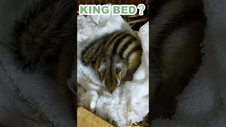 しまりす「ポン吉」広いベッド。【ペット】【シマリス】【Chipmunk】【Squirrel】【Kawaii】【Cute】