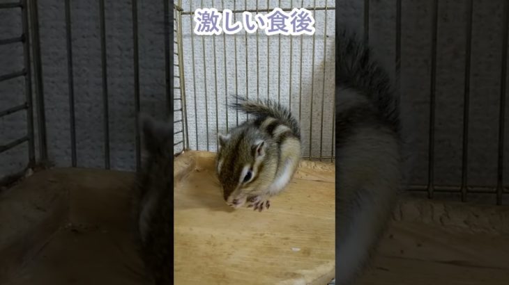 しまりす「ポン吉」トリッキーな食後！！【ペット】【シマリス】【Chipmunk】【Squirrel】【Kawaii】【Cute】