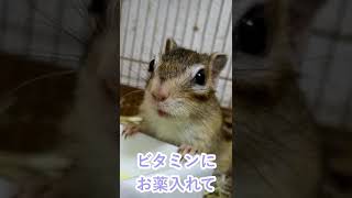 しまりす「ポン吉」お薬飲んでね。【ペット】【シマリス】【Chipmunk】【Squirrel】【Kawaii】【Cute】