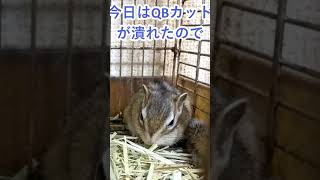 しまりす「ポン吉」緊張した。【ペット】【シマリス】【Chipmunk】【Squirrel】【Kawaii】【Cute】