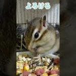 しまりす「ポン吉」よろける身体。【ペット】【シマリス】【Chipmunk】【Squirrel】【Kawaii】【Cute】