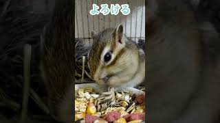 しまりす「ポン吉」よろける身体。【ペット】【シマリス】【Chipmunk】【Squirrel】【Kawaii】【Cute】