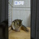 しまりす「ポン吉」腹ポリ！！【ペット】【シマリス】【Chipmunk】【Squirrel】【Kawaii】【Cute】