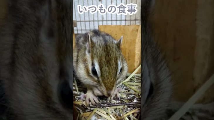 しまりす「ポン吉」ルーティンです。【ペット】【シマリス】【Chipmunk】【Squirrel】【Kawaii】【Cute】