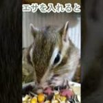 しまりす「ポン吉」エサに夢中！！【ペット】【シマリス】【Chipmunk】【Squirrel】【Kawaii】【Cute】