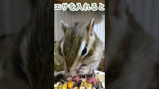 しまりす「ポン吉」エサに夢中！！【ペット】【シマリス】【Chipmunk】【Squirrel】【Kawaii】【Cute】