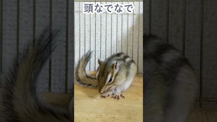 しまりす「ポン吉」なでなで頭。【ペット】【シマリス】【Chipmunk】【Squirrel】【Kawaii】【Cute】