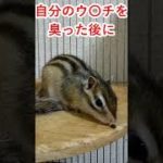 しまりす「ポン吉」ミステリー！！【ペット】【シマリス】【Chipmunk】【Squirrel】【Kawaii】【Cute】