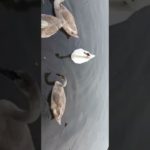 @Fischer’s-フィッシャーズ- @TierZoo @TIE Ru