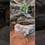 Man Feeds fish to his pet lizard 🦎
