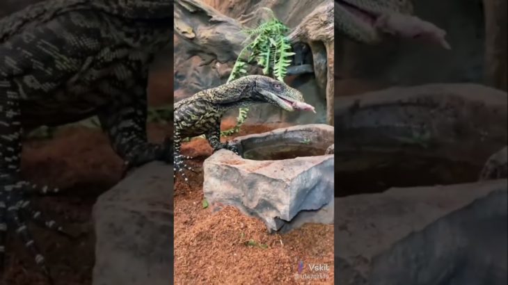 Man Feeds fish to his pet lizard 🦎