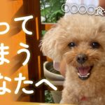 きなこ式ダイエット公開。Q&A：太ります。どうすればいい？【きなこ先生のお悩み相談室】