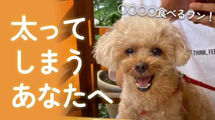 きなこ式ダイエット公開。Q&A：太ります。どうすればいい？【きなこ先生のお悩み相談室】