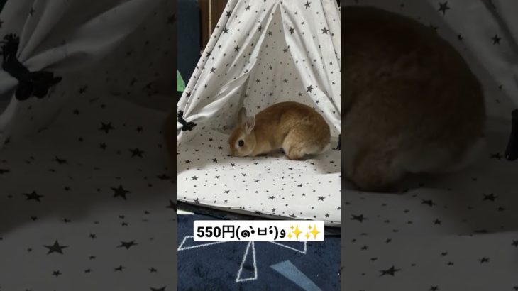 ペット用テント#うさみ#うさぎ#Rabbit#bunny