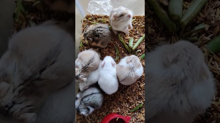 cute hamsters in # Mysore pet world # Mysore