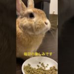 ペレットを食べるうさぎ🐇 #うさぎ #動物 #ペット #rabbit #bunny #animal #pet