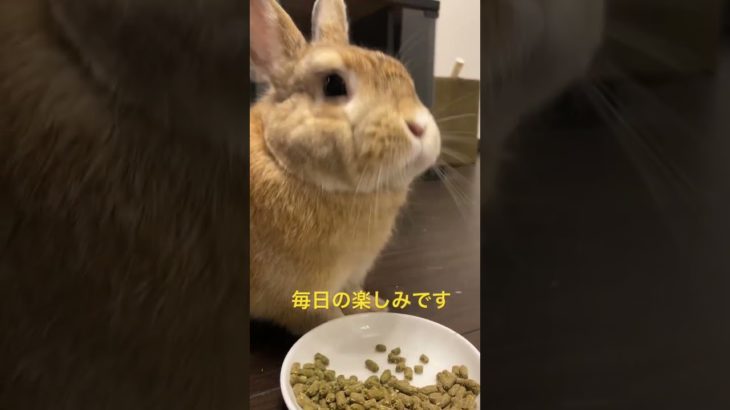 ペレットを食べるうさぎ🐇 #うさぎ #動物 #ペット #rabbit #bunny #animal #pet