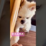 しゃくれ犬🐶#short #いぬ #ミックス犬 #自慢のペット