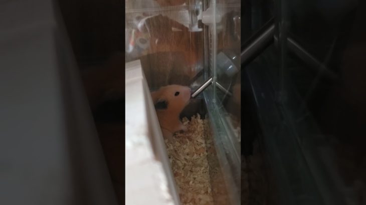 水飲みキンクマ【ポム】#shorts #ハムスター #ペット