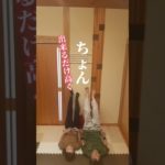 【お腹痩せ】キュッと引き締める！#ダイエット #お腹#お腹痩せ #shorts