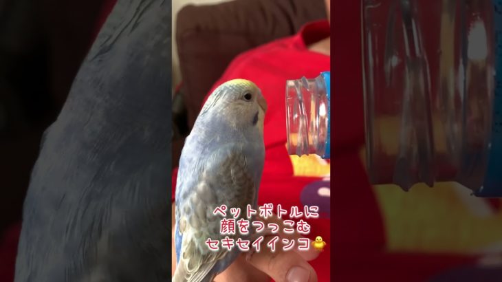 ペットボトルに顔をつっこむセキセイインコ🐥💕#shorts #セキセイインコ  #budgie