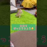 ストレスがないうさぎさん🥳🥳🥳　#shorts  #rabbit  #animals  #うさぎ  #ペット  #全力