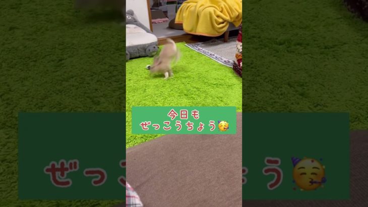 ストレスがないうさぎさん🥳🥳🥳　#shorts  #rabbit  #animals  #うさぎ  #ペット  #全力
