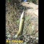 tambu fishing, Big Baam fishing@Ahtesham Khan Fishing @Kaal Fisher@Fischer’s-フィッシャーズ-