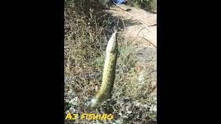tambu fishing, Big Baam fishing@Ahtesham Khan Fishing @Kaal Fisher@Fischer’s-フィッシャーズ-
