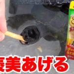 【給餌】手から食べてくれるごちそうスティックあげたら予想外のことに！？