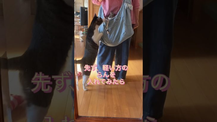 #べるとらん❣️ #ペット用スリングバッグ　#きじしろ兄弟　#猫