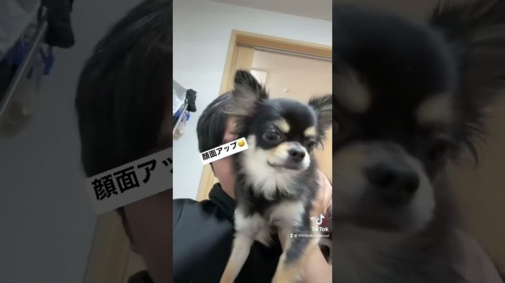後半顔アップあります😆#チワワ#ペット#犬#にこチャンネル