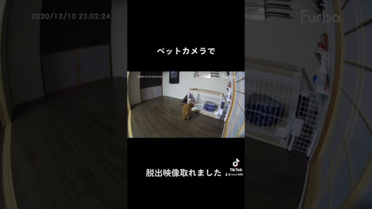 お留守番用のペットカメラに写ってた脱走劇🙀　　#いぬのきもち #犬のいる暮らし #タイニープードル #チャンネル登録お願いします #パピー #多頭飼い #犬猫多頭飼い #動物動画 #動物の癒し力