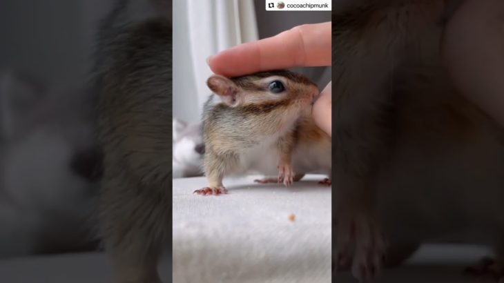 撫でられるシマリスが可愛い【ててらぼペット部】