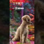 フィッシャーズリスペクト 3000ワンワンなんすけど