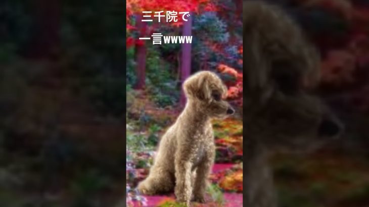 フィッシャーズリスペクト 3000ワンワンなんすけど