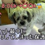 36話【保護犬】順調にダイエットしてたのに一夜にして激太りしちゃった大ちゃん
