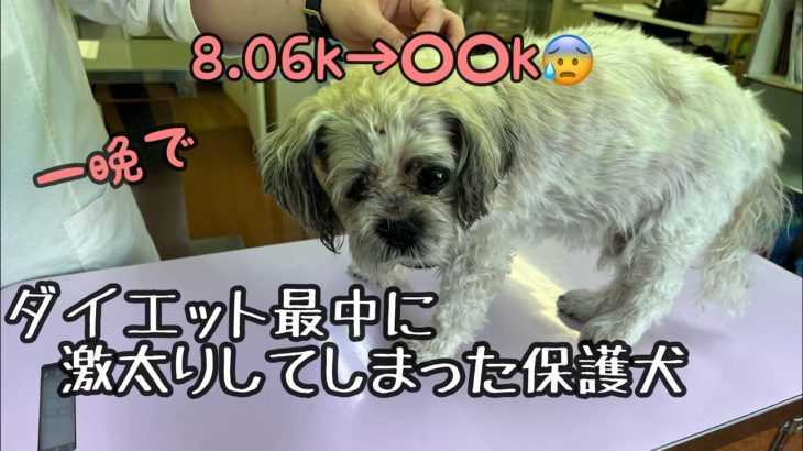 36話【保護犬】順調にダイエットしてたのに一夜にして激太りしちゃった大ちゃん
