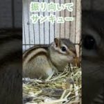 しまりす「ポン吉」3段構えです。【ペット】【シマリス】【Chipmunk】【Squirrel】【Kawaii】【Cute】