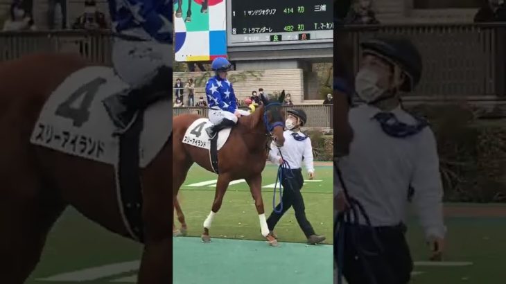 東京競馬　パドック　スリーアイランド　ドイル騎手騎乗後（6R メイクデビュー東京）2022.11.13