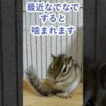しまりす「ポン吉」指がもたない！！【ペット】【シマリス】【Chipmunk】【Squirrel】【Kawaii】【Cute】