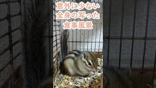 しまりす「ポン吉」しっぽがピーン！！【ペット】【シマリス】【Chipmunk】【Squirrel】【Kawaii】【Cute】