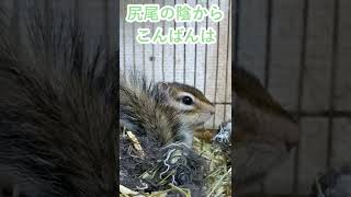 しまりす「ポン吉」ふさふさからね。【ペット】【シマリス】【Chipmunk】【Squirrel】【Kawaii】【Cute】