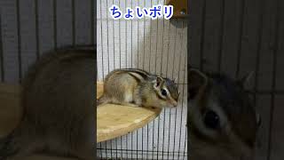 しまりす「ポン吉」空振り？【ペット】【シマリス】【Chipmunk】【Squirrel】【Kawaii】【Cute】