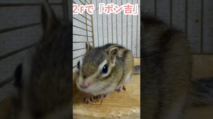 しまりす「ポン吉」カメラを直視！！【ペット】【シマリス】【Chipmunk】【Squirrel】【Kawaii】【Cute】