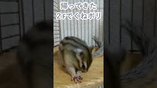 しまりす「ポン吉」復活の動き！！【ペット】【シマリス】【Chipmunk】【Squirrel】【Kawaii】【Cute】