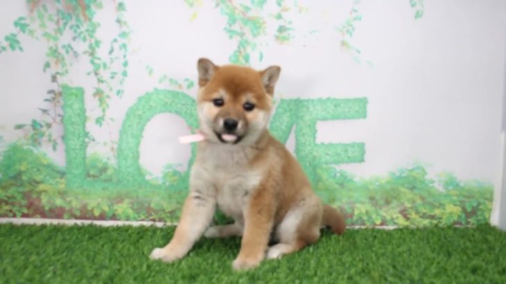 ペットショップcoo&riku No.610056　柴犬