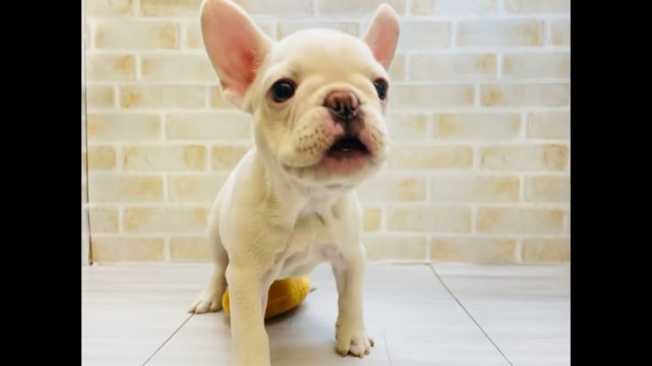 ペットプラザフレンディ　フレンチブルドッグ　r4-11-104