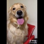 メイクされて嬉しそうな犬😊#shorts #ゴールデンレトリバー